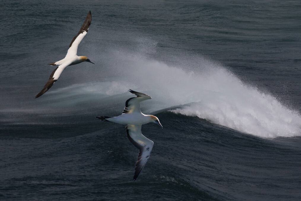 IN THE SKY: Gannets have large breeding colonies in New Zealand, Victoria and Tasmania.