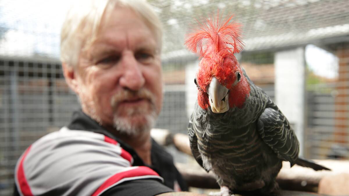 FLYING: Society president Paul Stevens, pictured with a Gang Gang Cockatoo, said the group is "proud" of the bird sale. Picture: Simone De Peal