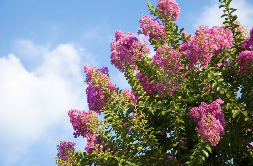 BRIGHT: Crepe myrtles now begin displaying their bright colours, with the plants almost covered in large flower heads of white, purples, pinks and reds.