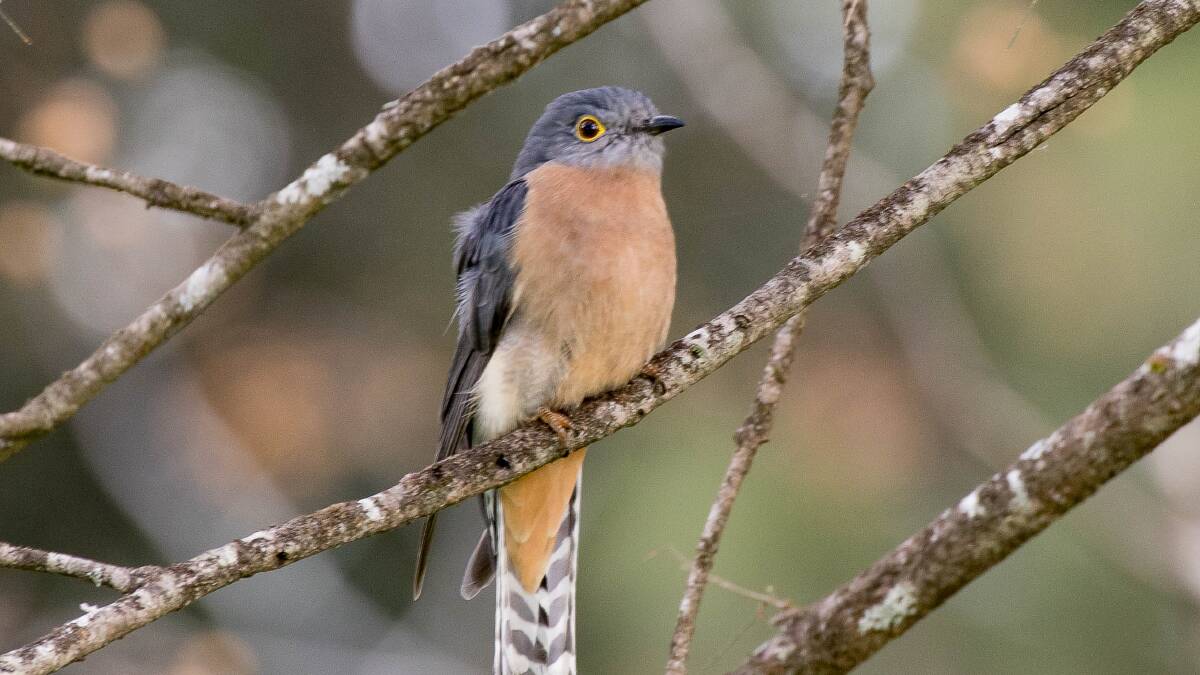 BIRD LOVERS: Some of the other smaller cuckoos commonly seen or heard locally are the Shining Bronze Cuckoo and Fan-tailed Cuckoo, pictured.