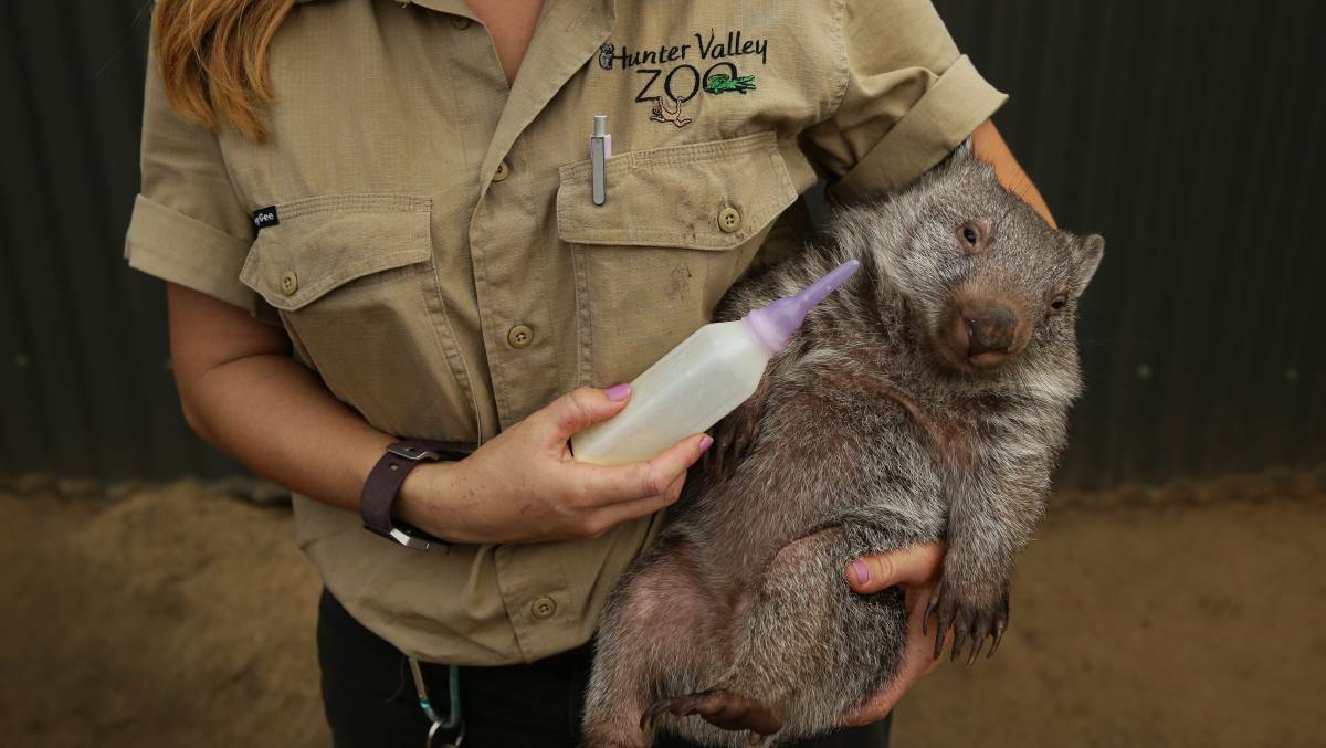 HELPING HAND: Hunter Valley Zoo is offering people the chance to pre-purchase 'care packages' which will help the park with costs during lockdown.