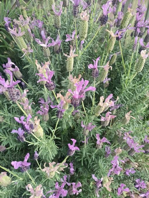BLOOM: Summer flowering lavenders should not be pruned until late summer or early autumn, otherwise the flowering spikes will be removed.