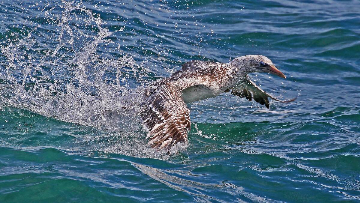 DIVING: Gannets are a large seabird.