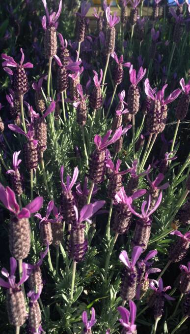 Pretty in purple: From the mint family, Lavender plants need full sun, excellent drainage and an alkaline soil for the best show of colour. A great addition to any garden they make an excellent border and a different cut flower for inside.