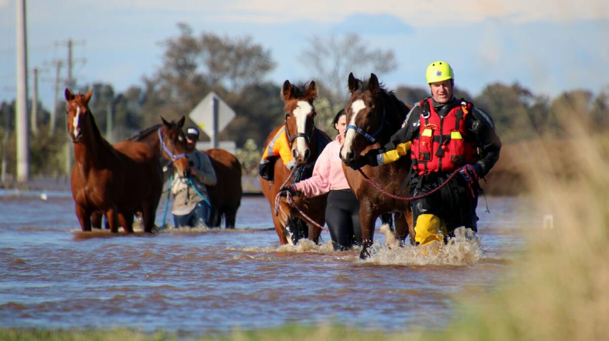 Some of the 20 horses led to safety through flood waters at Millers Forest on Saturday.