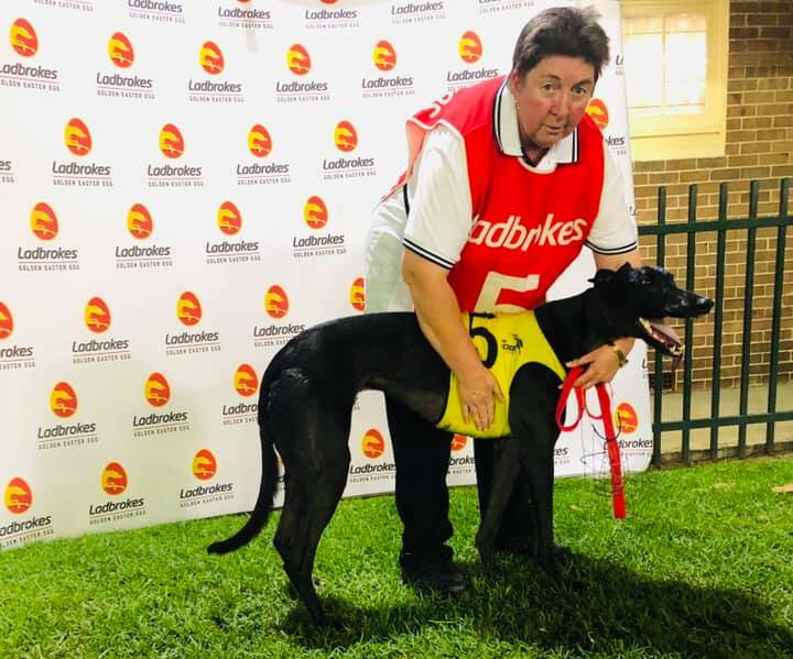 IMPRESSIVE: Tracey Scruse and Maitland track record holder Pindari Express will progress to the semi-finals of the $250,000 Ladbrokes Golden Easter Egg at Wentworth Park on Saturday night.