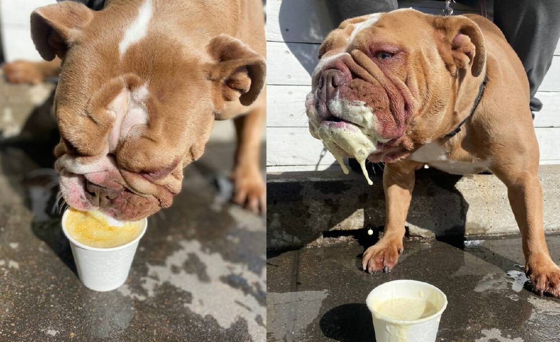 It's time for me to remember the simple joys of life, like watching my dog Bella enjoying a puppuccino. Pictures Michael Hartshorn