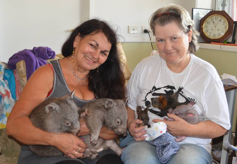 CUDDLE TIME: Hunter Wildlife Rescue volunteers Michelle Bowen and Judy Hopper with some of the animals that are being cared for at Judy's Millfield home. Picture: Krystal Sellars