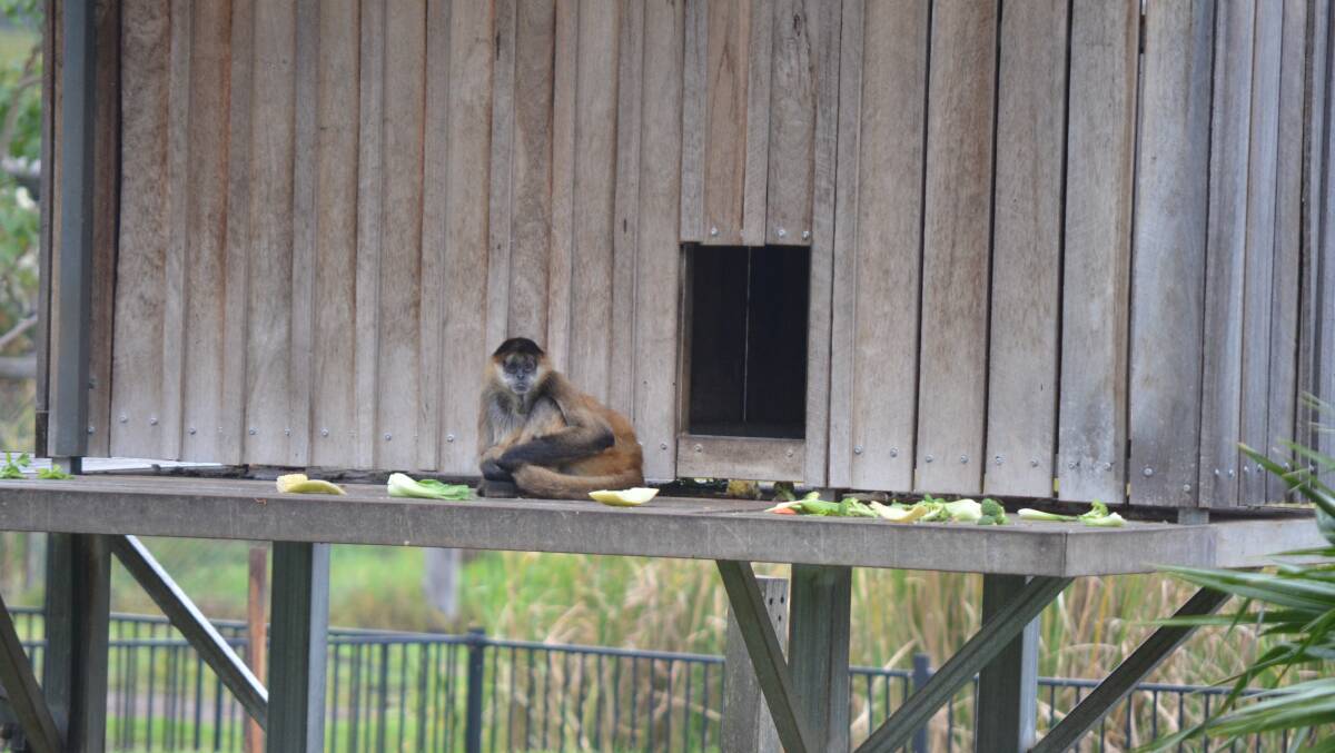 Spider monkeys at Hunter Valley Wildlife Park, 22/4/22. Pictures: Krystal Sellars