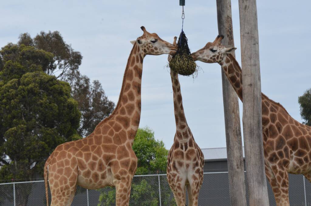 SNACK TIME: Giraffes having a feed at Hunter Valley Wildlife Park, Nulkaba on Friday. Picture: Krystal Sellars