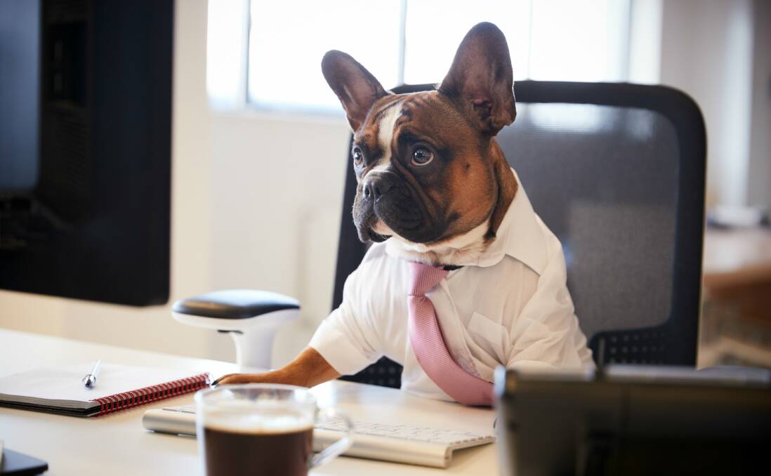 Friday is Take Your Dog To Work Day