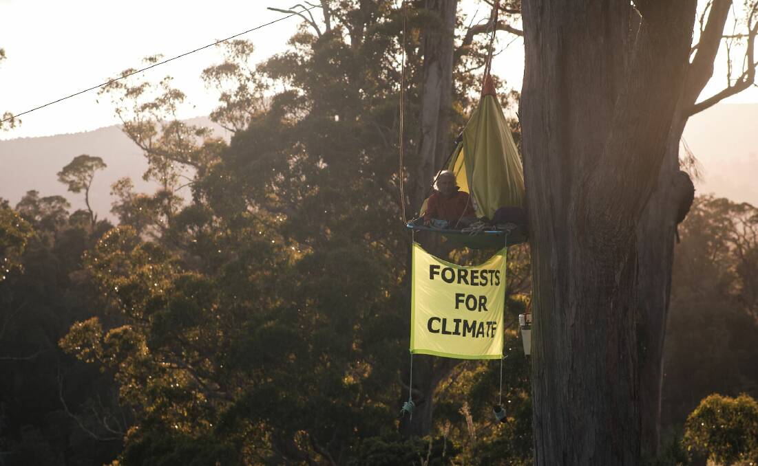 RISK: A tree-sitter in the Tarkine as debate over fire risk of logging rages. Picture: Tim Cooper.