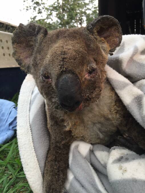 Ex-cop rescues koala as northern NSW burns