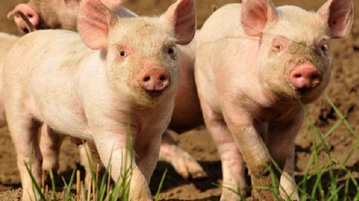 African swine fever is right on Australia's doorstep, literally.
