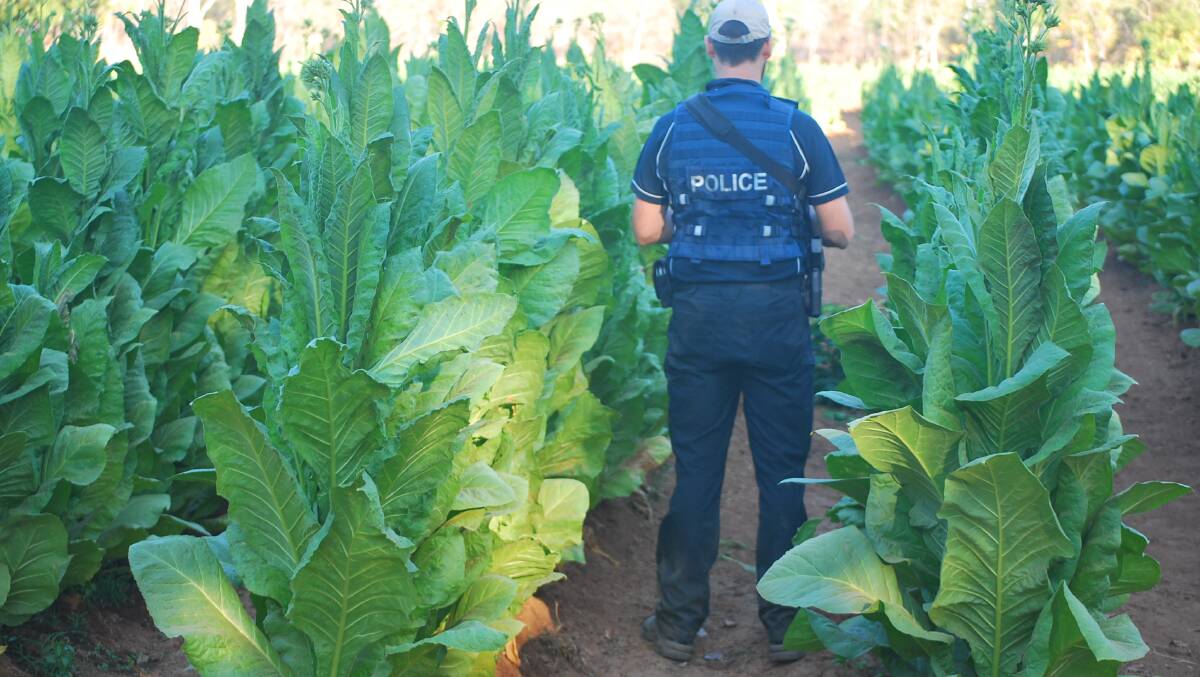 A big crop of illicit tobacco was being grown near Katherine, the first time this criminal activity has ever been detected in the NT. Pictures: ATO.