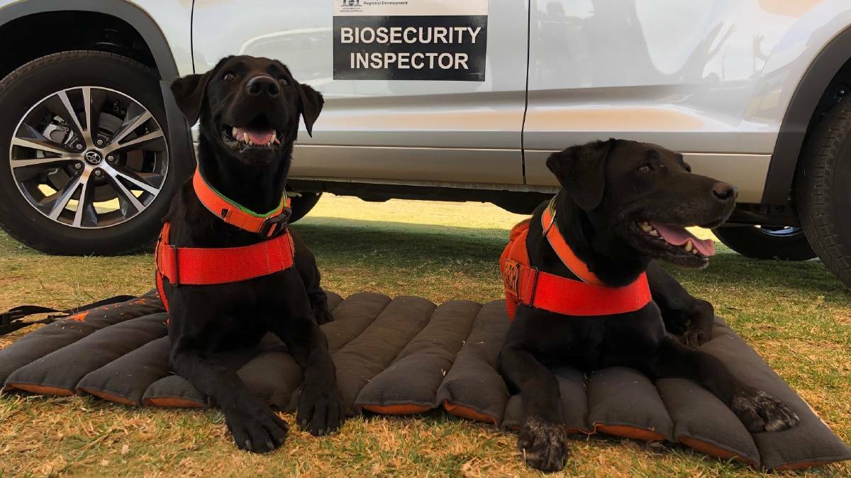 FRONT LINE: Detector dogs are incredibly good at sniffing out contraband pork products in the mail, and at the airport.