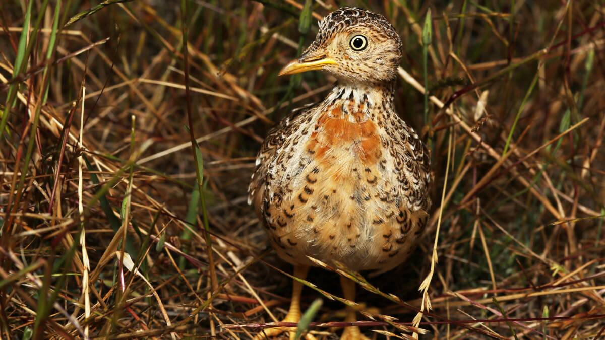 HERE I AM: The extended La Nina wet may have saved viable populations of one of the world's rarest birds. Pictures: Owen Lishmund, La Trobe University.