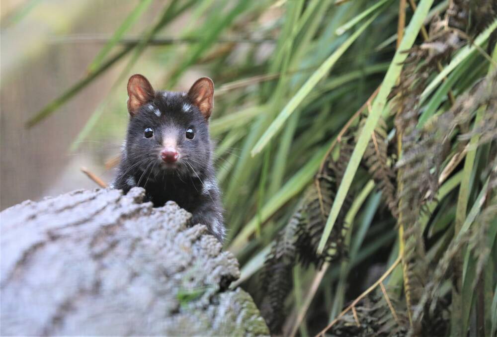 An eastern quoll in Aussie Ark's wildlife sanctuary at Barrington Tops. Picture supplied 