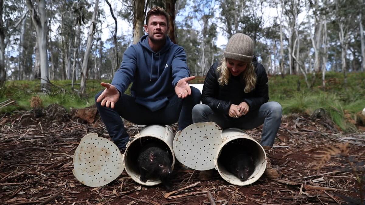 Tops: Chris Hemsworth and Elsa Pataky at Aussie Ark in Barrington Tops for the release 11 Tasmanian devils in 2020. 
