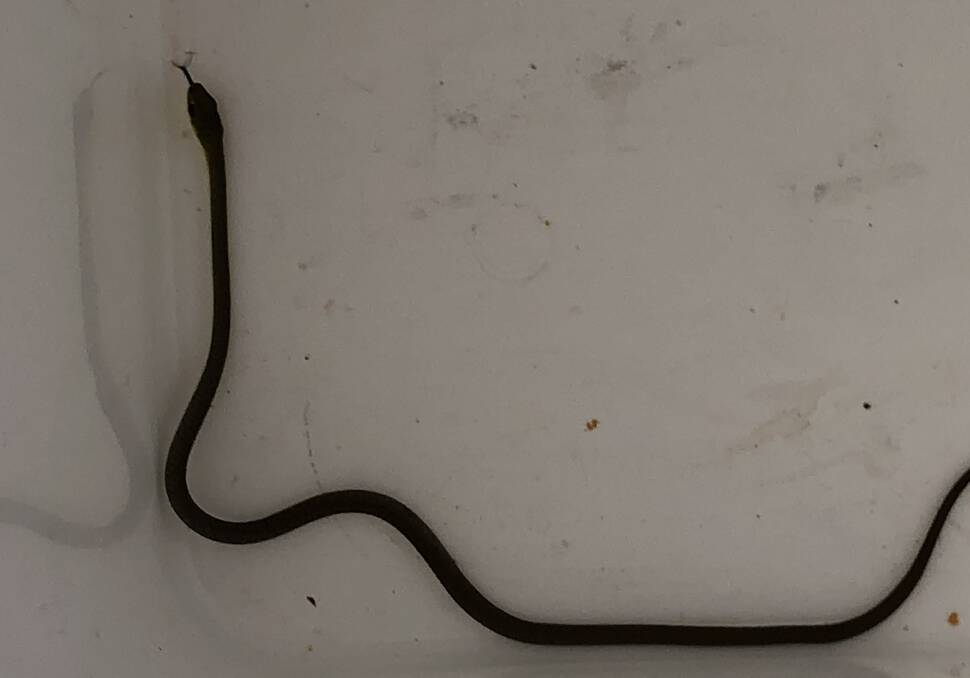 A snake captured in an esky. It wasn't a happy chappy. It was "ready to attack". 