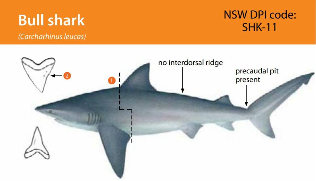 PROFILE: Bull shark information from a NSW DPI shark identification booklet.