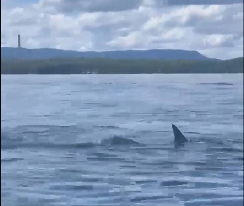 DISTURBANCE: The dorsal fin of the hammerhead shark in the video taken on January 3. One of Eraring power station's two stacks can be seen behind the shoreline to the left.