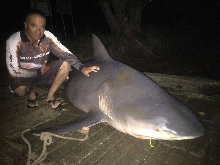 SPECIES IDENTIFIED: Fisheries officials say a bull shark, such as this three-metre specimen caught and released in the Hastings River, Port Macquarie, in 2016, by angler Anthony Micallef, pictured, and his son Chris. Picture: Port Macquarie News