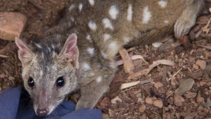 Rare Western Quoll found at South Australia’s Arkaba Conservancy