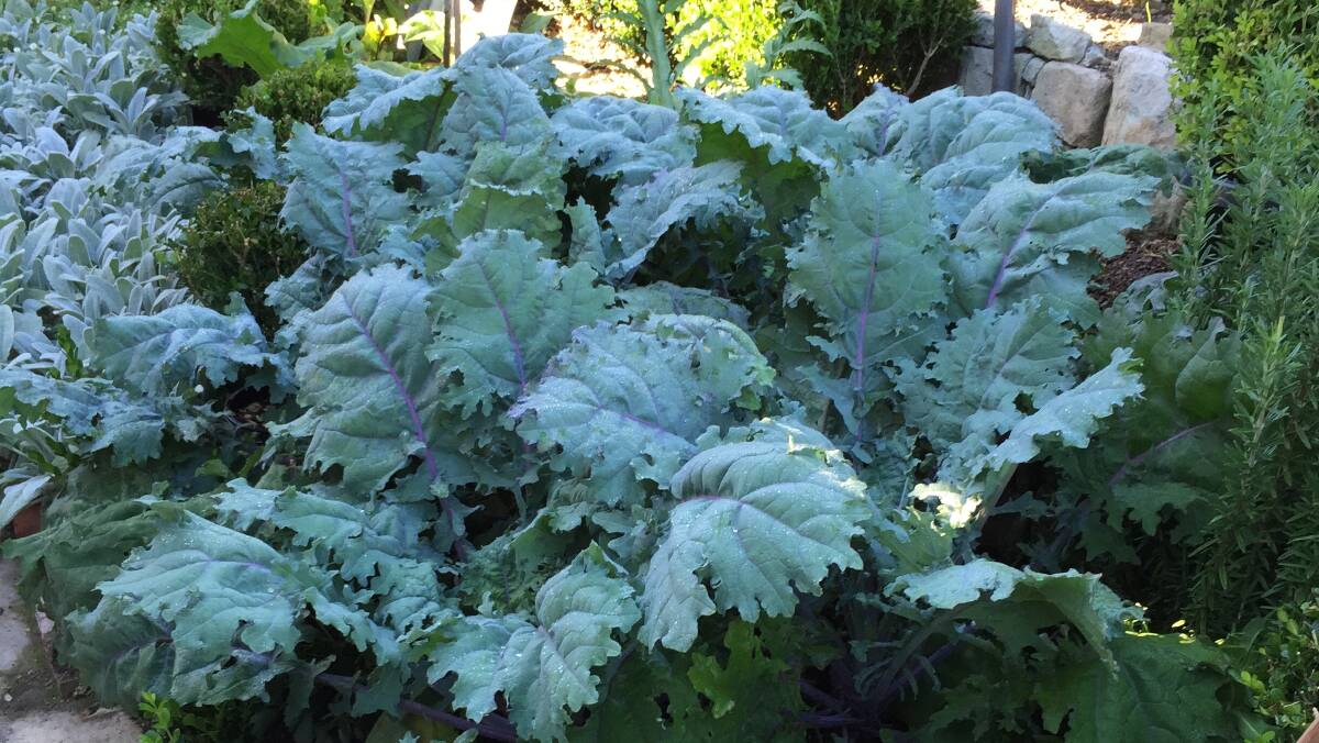 GOOD FOR YOU: Kale is a fast, easy-growing plant. You can mask its taste with a tomato or cheese sauce.
