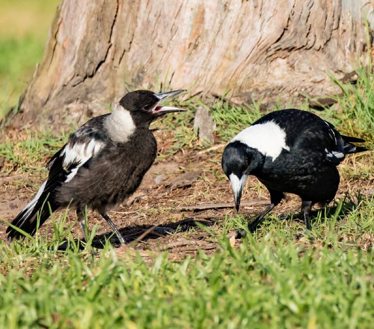 FEED ME: A baby magpie, at left, begs for food. Magpies are mostly carnivorous, preferring insects and their larvae, earthworms, spiders, snails and some grains.