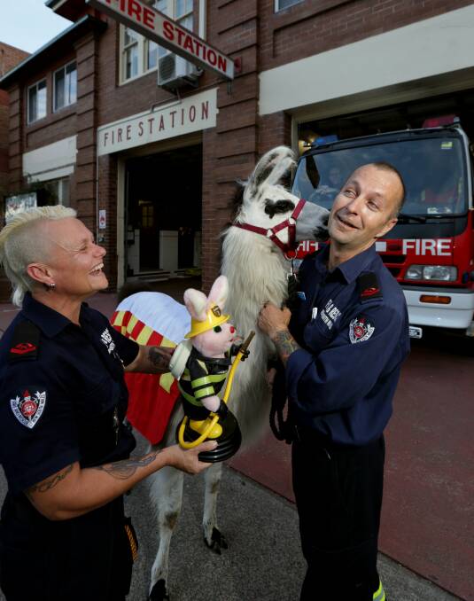 DON'T BE A'LLAMA-ED: Firefighter Tanya Coxon watches Darren Lancaster cop a kiss from Hamish the Llama outside Maitland Fire Station. Picture: SIMONE DE PEAK 