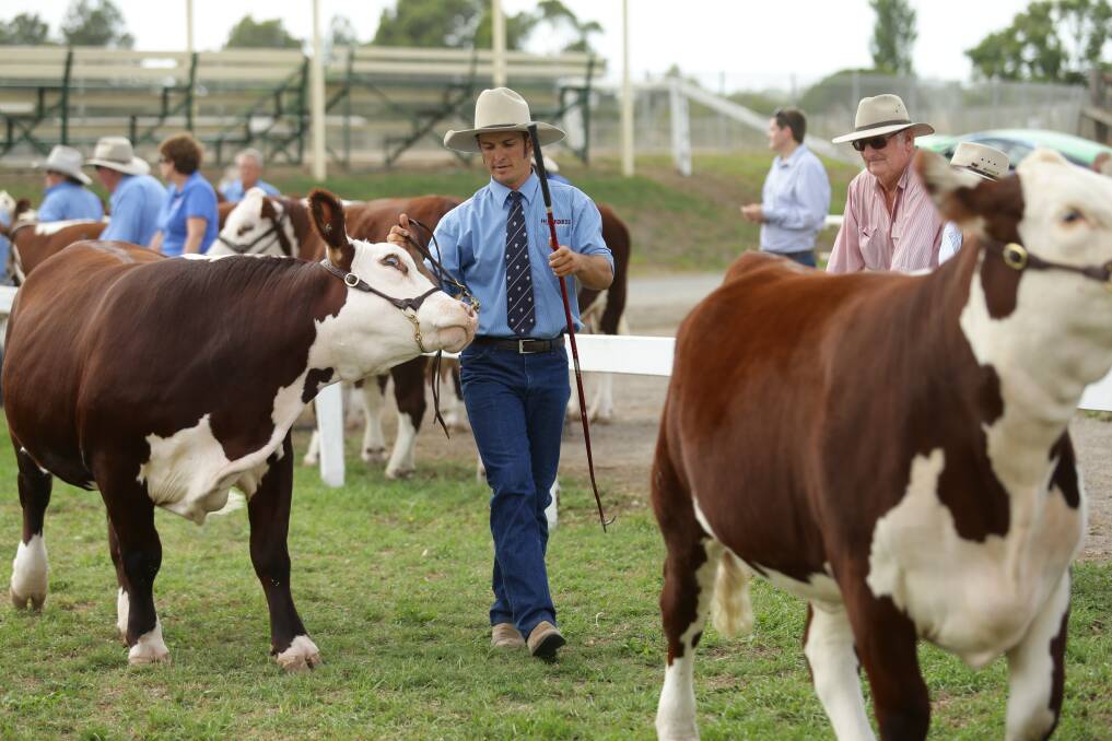 CATTLE CALL: Visitors to the show can enjoy a wide range of activities and entertainment including all the traditional show activities like animal parading and judging.