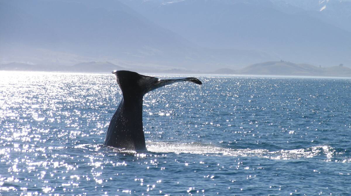 New Zealand is an iconic destination for those wanting to catch a glimpse of sperm or humpback whales. 
Picture: Whale Watch Kaikoura