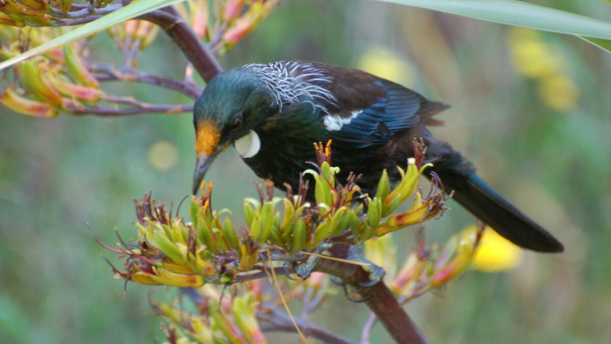 Tui - a native New Zealand songbird - at Zealandia Eco-sanctuary, Wellington. 
Picture: Paul Ramos Little www.visitzealandia.co.nz