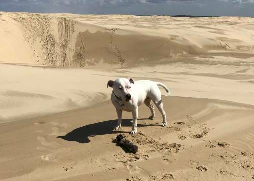 Peppah with her Birubi sand dunes find - an unexploded WWII mortar - on Saturday, August 26, 2017.