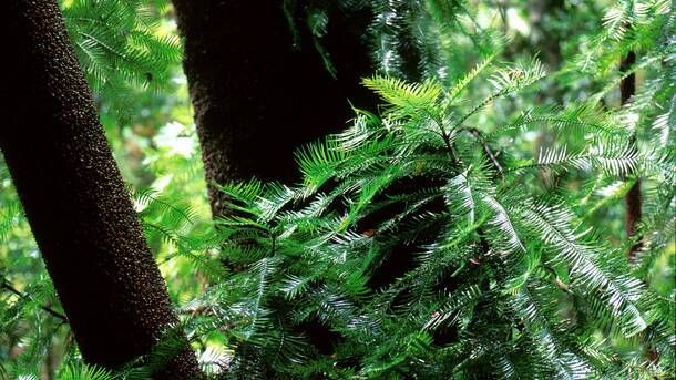 Wollemi Pine. Photo by Jaime Plaza, Botanic Gardens Trust