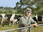 QUIRKY CONCEPT: Dairy farmer Matt Neilson says an adopt a cow program could help smaller herds survive a drought. 