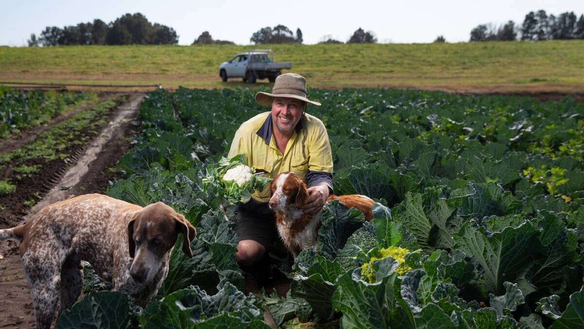 VEGGIES GALORE: Farmer Matthew Dennis holds a cauliflower in a field of romanesco at his East Maitland farm. Picture: Marina Neil 