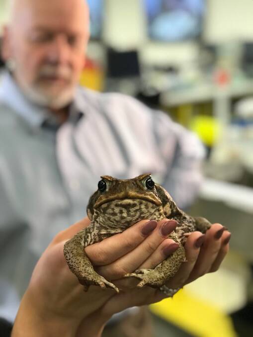 WARNING: Two cane toads were sighted in Metford within the past week. 