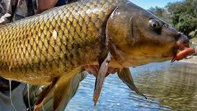 PROBLEM: Carp numbers are impacting on native fish according to the CSIRO.