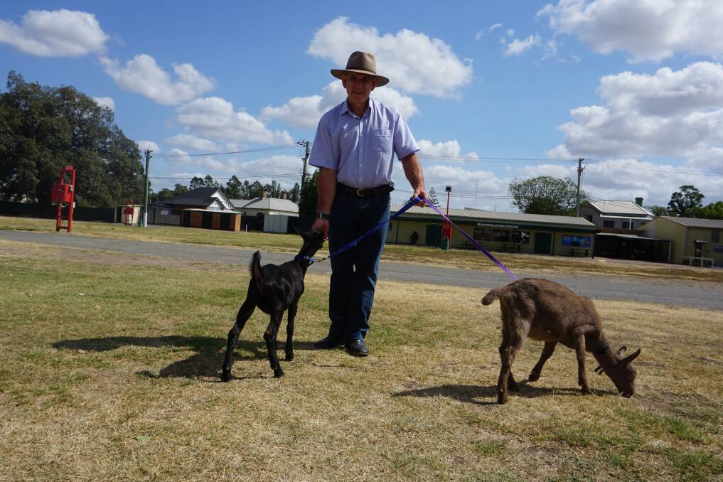 FUN FOR THE WHOLE FAMILY: Maitland Showground manager Brett Gleeson with two of his prized dairy goats. 