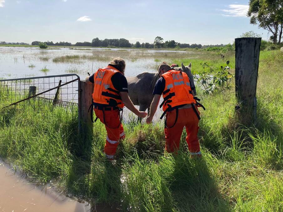 RESCUE: Maitland SES Unit volunteers move a horse from its flooded paddock at Pitnacree. Picture: Hunter NSW SES Unit 