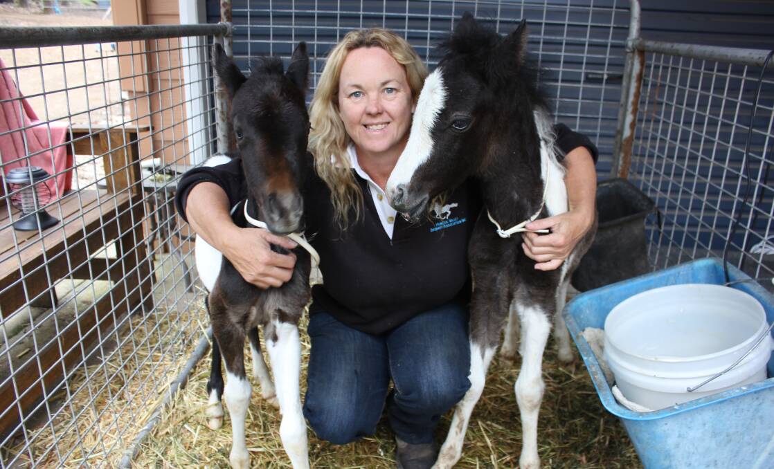 PLEA: Hunter Valley Brumby Association president Kath Massey with foals Tigerlilly and Brad who were rescued from Singleton Army Base in November. Picture: Michelle Mexon