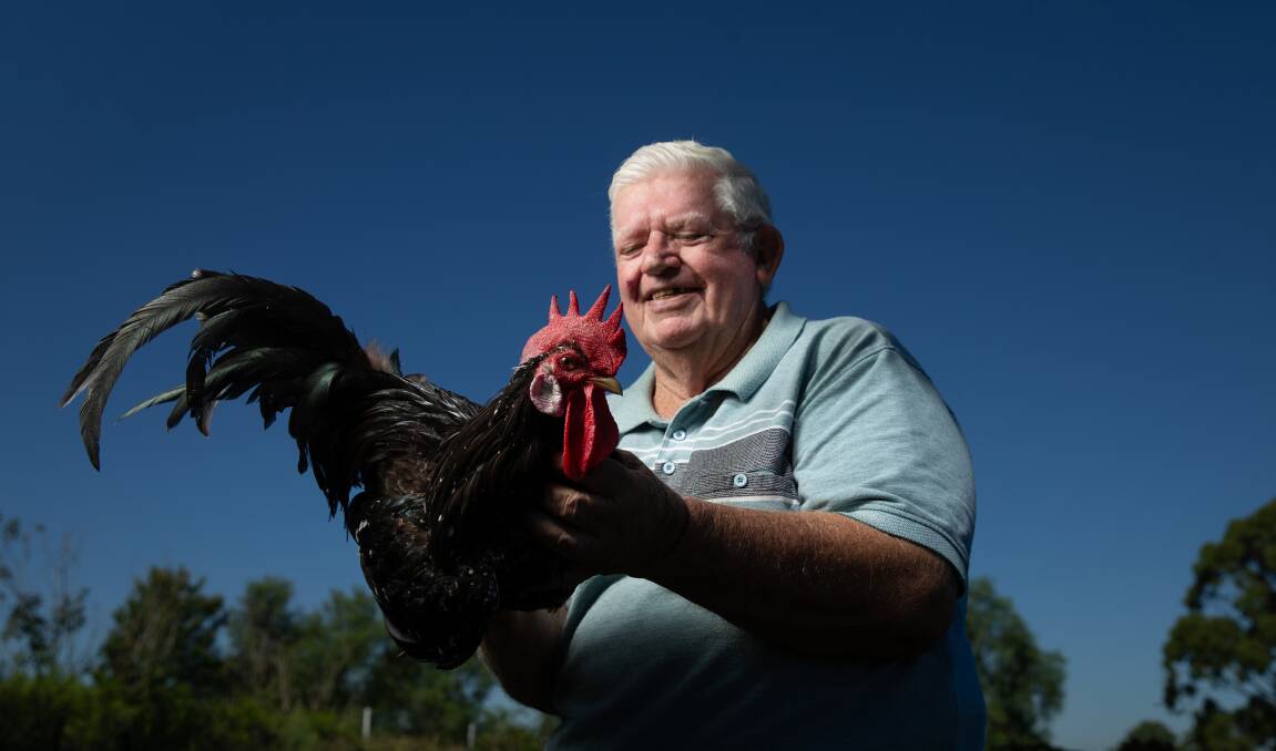 CONTEST: Poultry breeder Tony Mills holds one of his prized roosters ahead of the Maitland Show poultry competition. Picture: Marina Neil