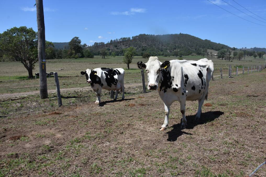 GREEN DROUGHT: Dairy cattle at Bandon Grove, near Dungog in March. Picture: Belinda-Jane Davis