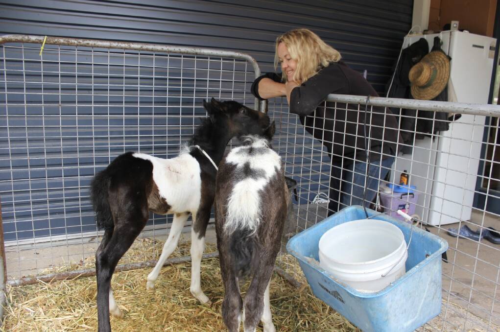 FOALS: Two foals, rescued from the base in November, with Hunter Valley Brumby Association president Kath Massey. 