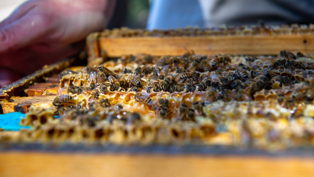 More bees with varroa mite identified as the NSW outbreak grows