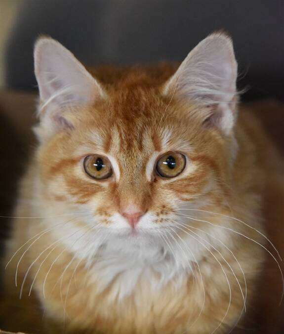 Meadow is a six-month-old domestic medium hair who has a shy nature and needs a quiet household with a family that will give her love, affection and patience.