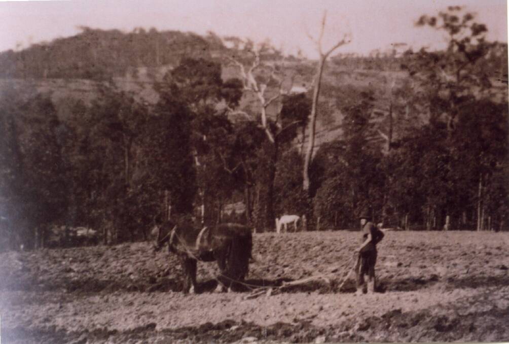 FARM: Using a horse to plough the ground at the Buttai farm. 