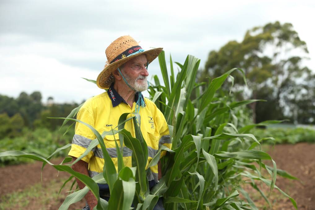 TOUGH TIMES: Farmer Austin Breiner with his corn in January, before it was destroyed when the east coast low hit his Oakhampton farm. Picture: Simone De Peak